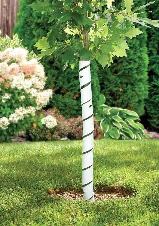 Anwendung des Baumschutz-Wickels an einem jungen Baum