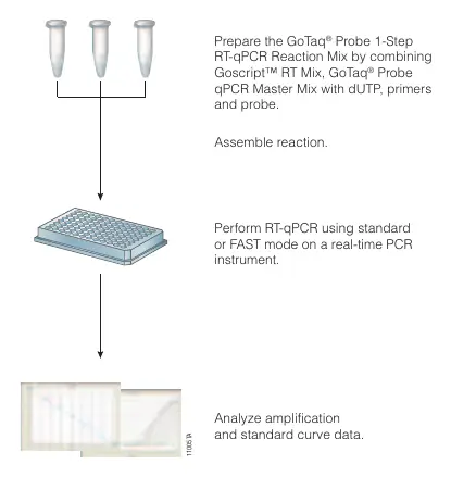 Übersicht des GoTaq® Probe 1-Step RT-qPCR Protokolls