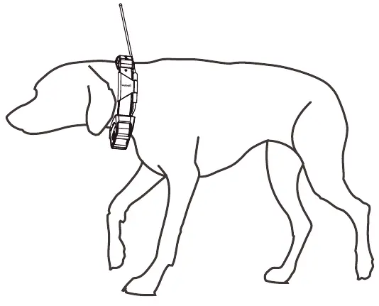 Korrekter Sitz des Halsbands